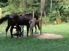 A guy records a lustful amateur woman posing naked and licking a horse cock.